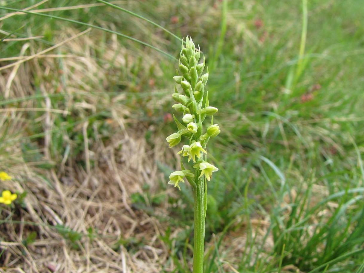 Pseudorchis albida